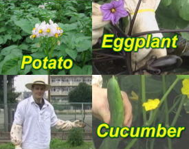 Vegetable flowers