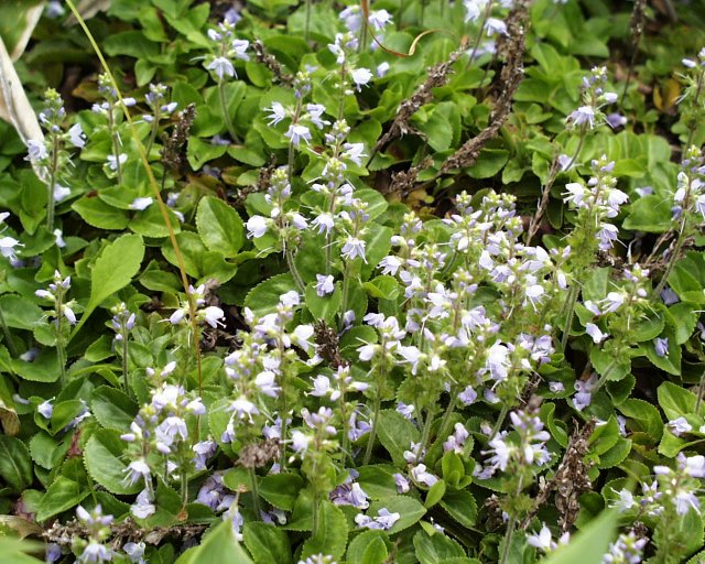 グンバイヅルのページ